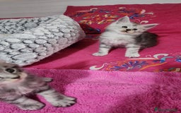 Maine Coon gatti in vendita: Cuccioli mainecoon - Immagine 10
