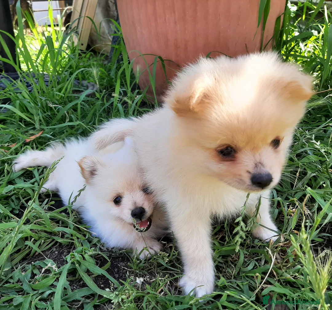 Spitz cani in vendita: Cuccioli di Spitz  - Annuncio 2