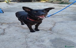Meticcio cani in regalo: Artù, 9 mesi a Provincia di Bergamo - Immagine 6