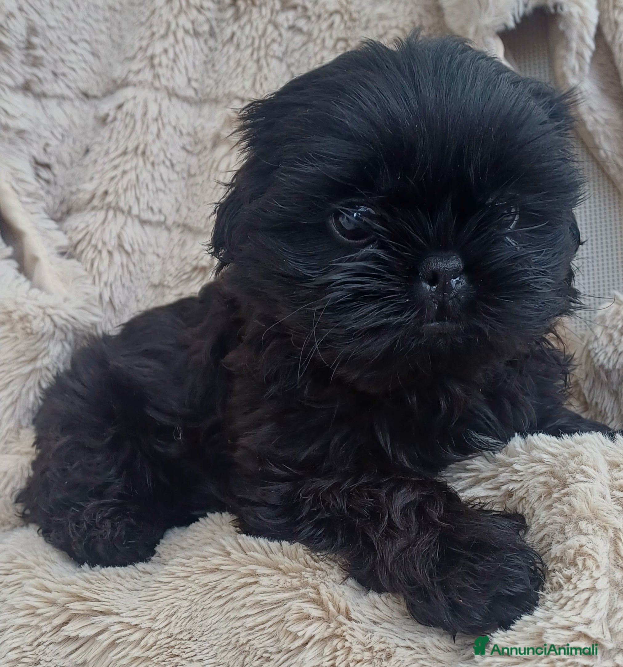 Shih Tzu cani Cucciolo shih-tzu shitzu shihtzu con pedigree  - Annuncio 30