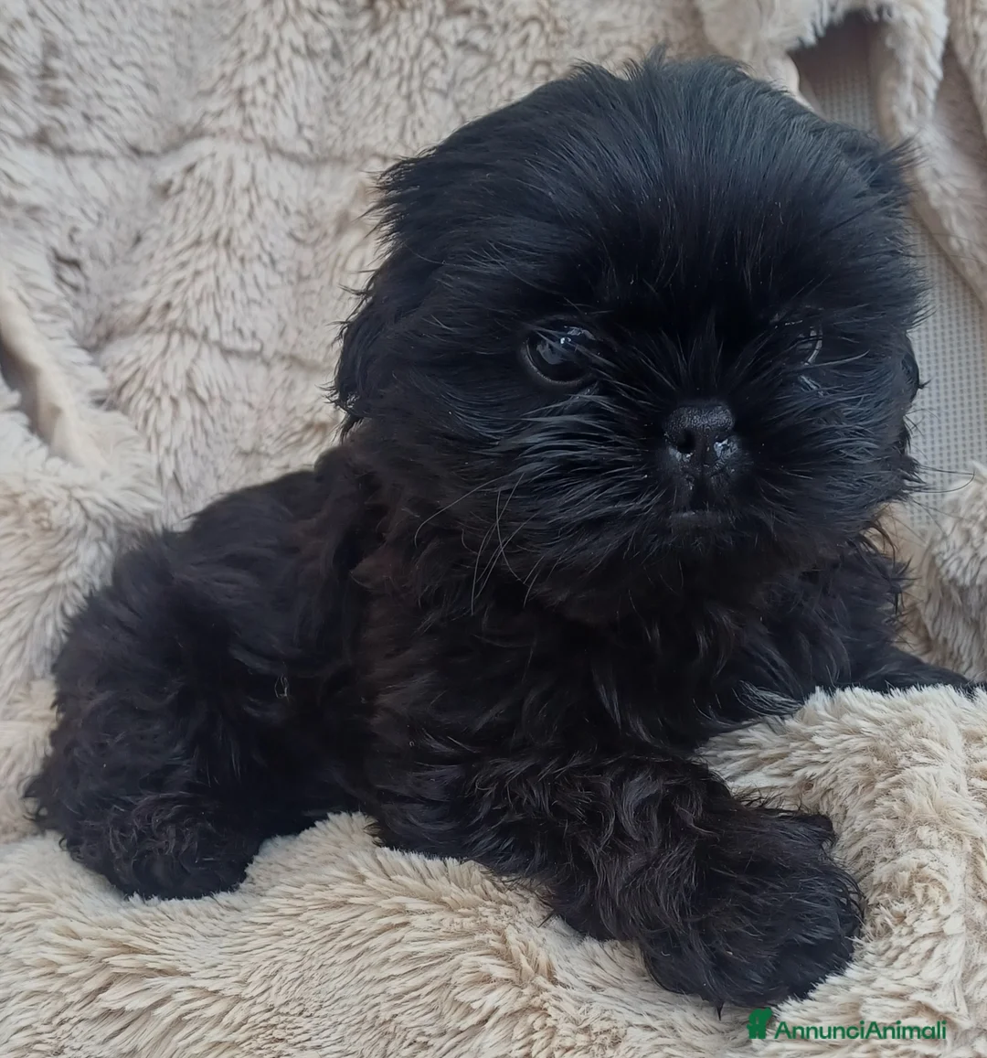 Shih Tzu cani in vendita: Cucciolo shih-tzu shitzu shihtzu con pedigree  - Annuncio 1