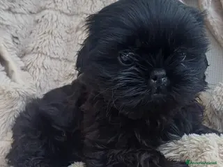 Shih Tzu cani Cucciolo shih-tzu shitzu shihtzu con pedigree - Annuncio 1