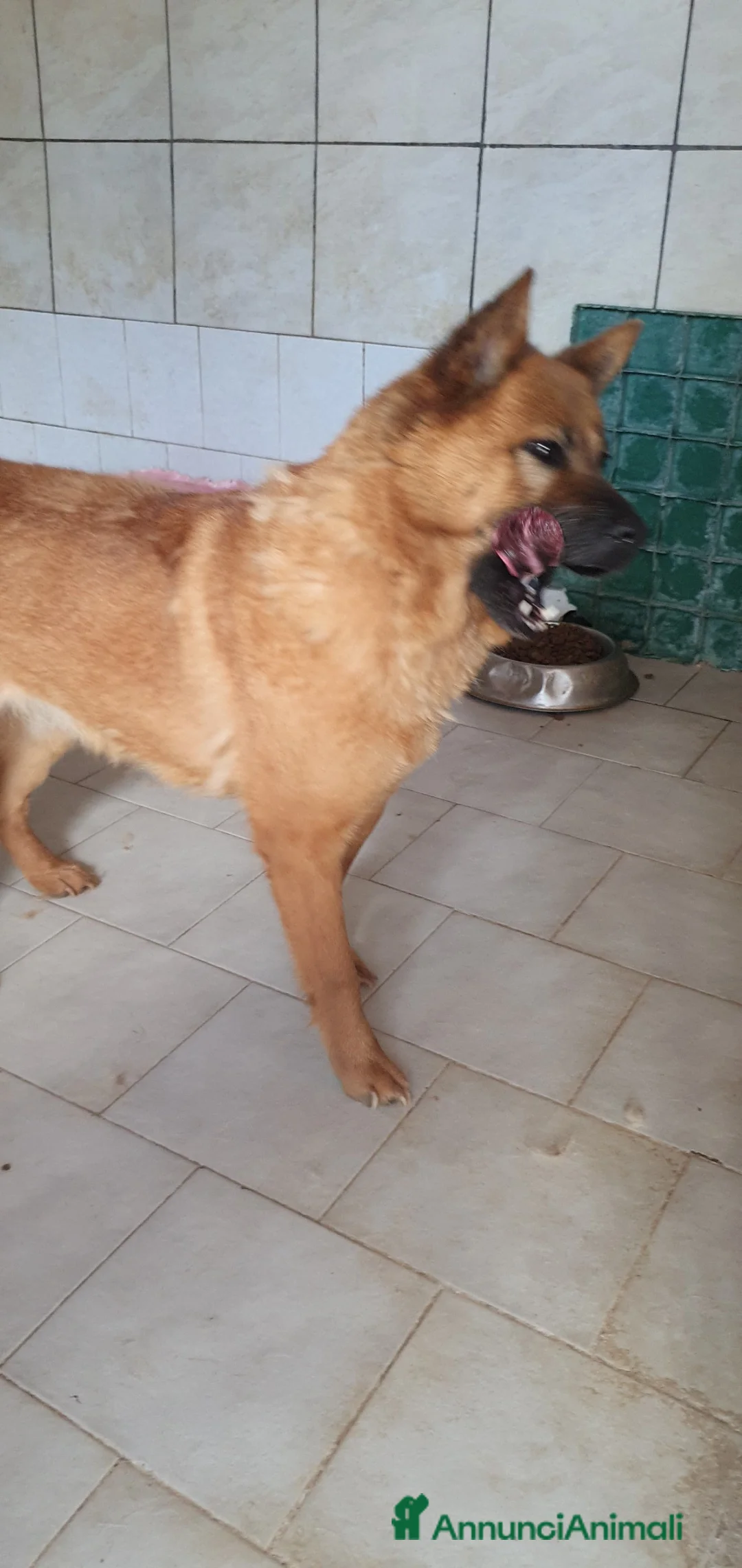 Chow Chow cani in regalo: Grazia, Chow Chow Mix in canile - Annuncio 2