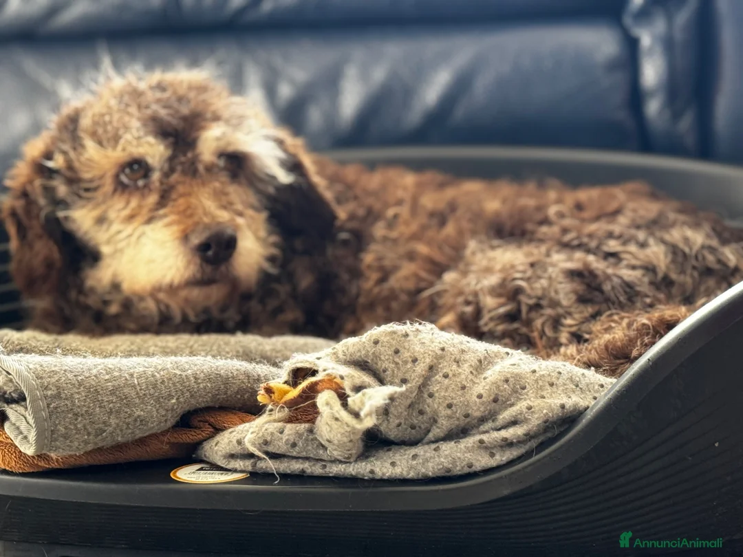 Lagotto cani in regalo: Nonnina 15 anni mix lagotto cerca famiglia - Annuncio 3
