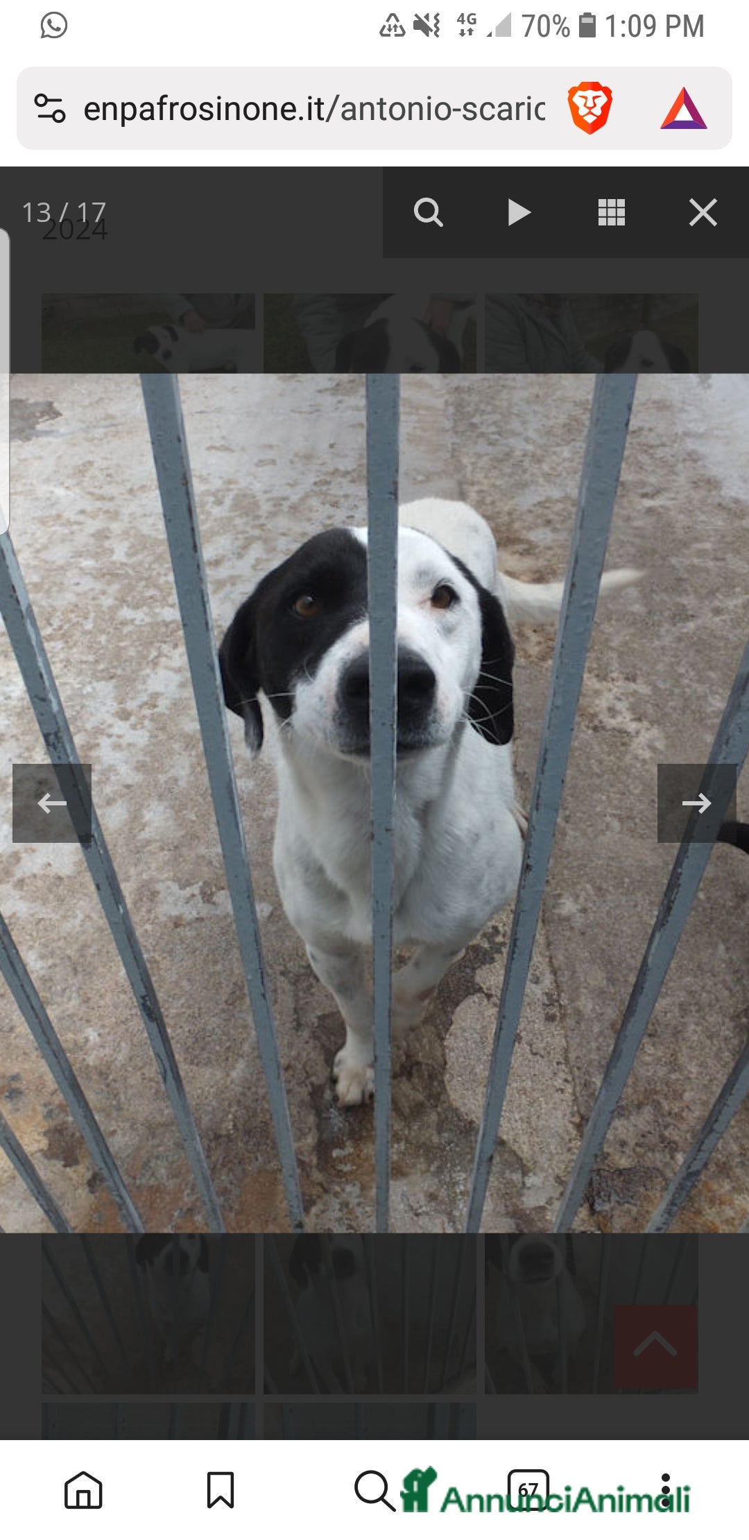Meticcio cani in regalo: ADOZ.del cuore:, sguardo da cucciolo 6a in casa - Annuncio 6