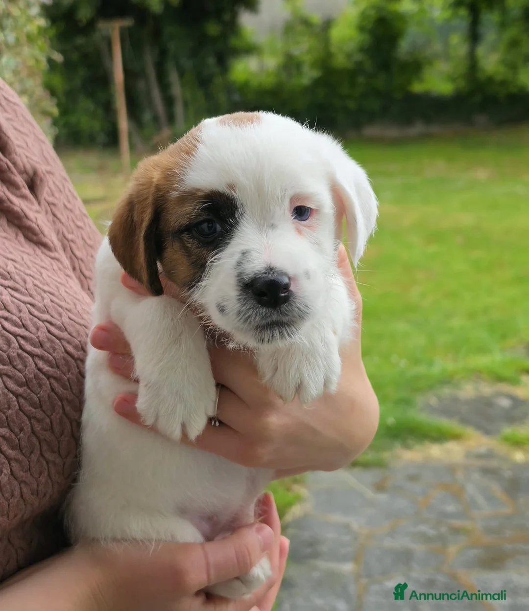Jack Russell cani in vendita: Cucciolo maschio di Jack Russell a pelo ruvido - Annuncio 1