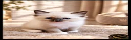 Ragdoll gatti in vendita: Ragdoll cuccioli con pedigree  - Annuncio 2