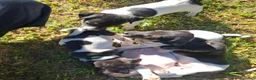 Jack Russell cani in vendita: Cuccioli di jack russel  a Provincia di Lecce - Annuncio 19