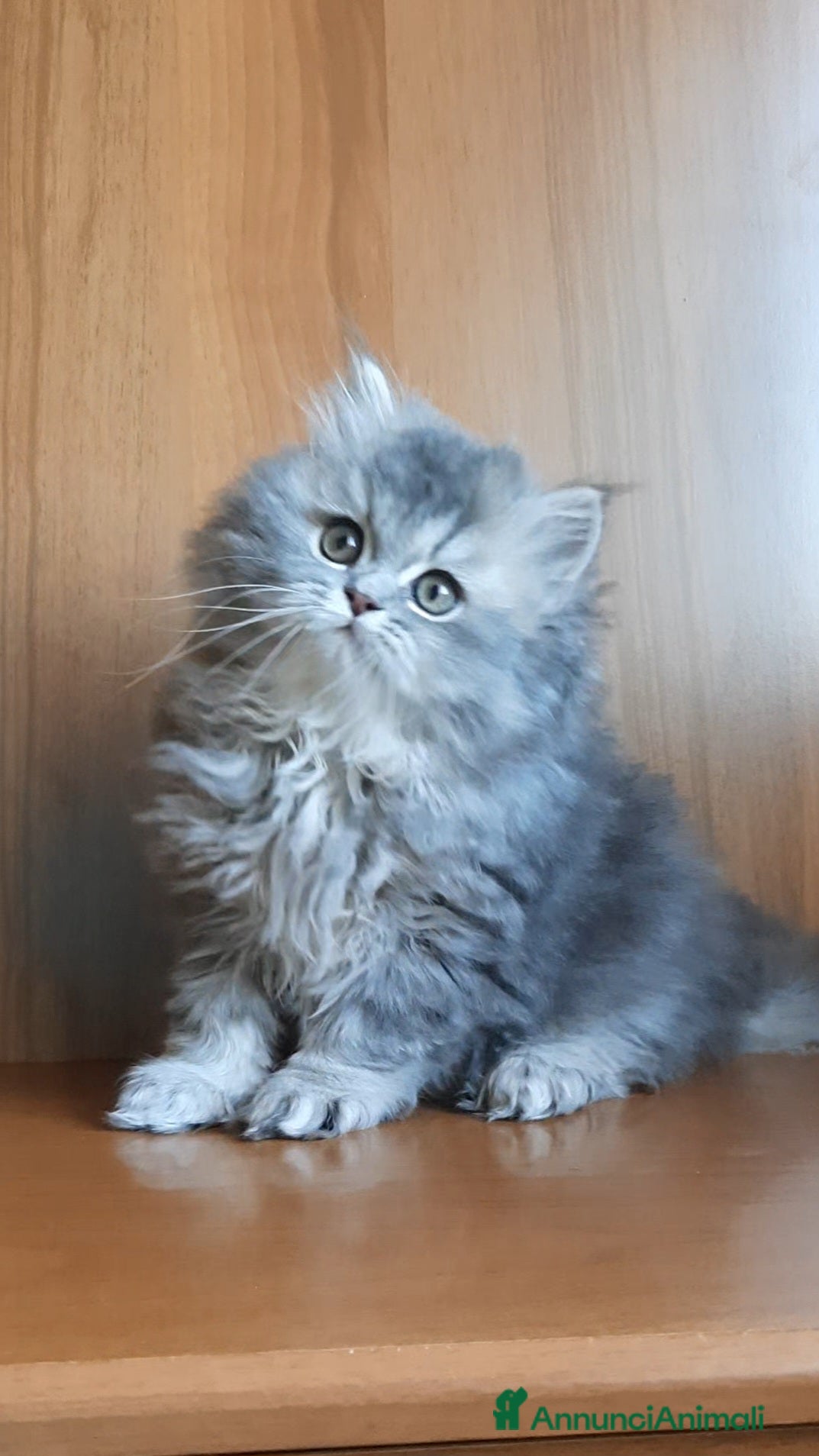 British gatti Cucciolo British longhair  - Annuncio 12