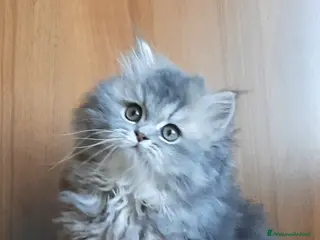 British gatti Cucciolo British longhair - Annuncio 12