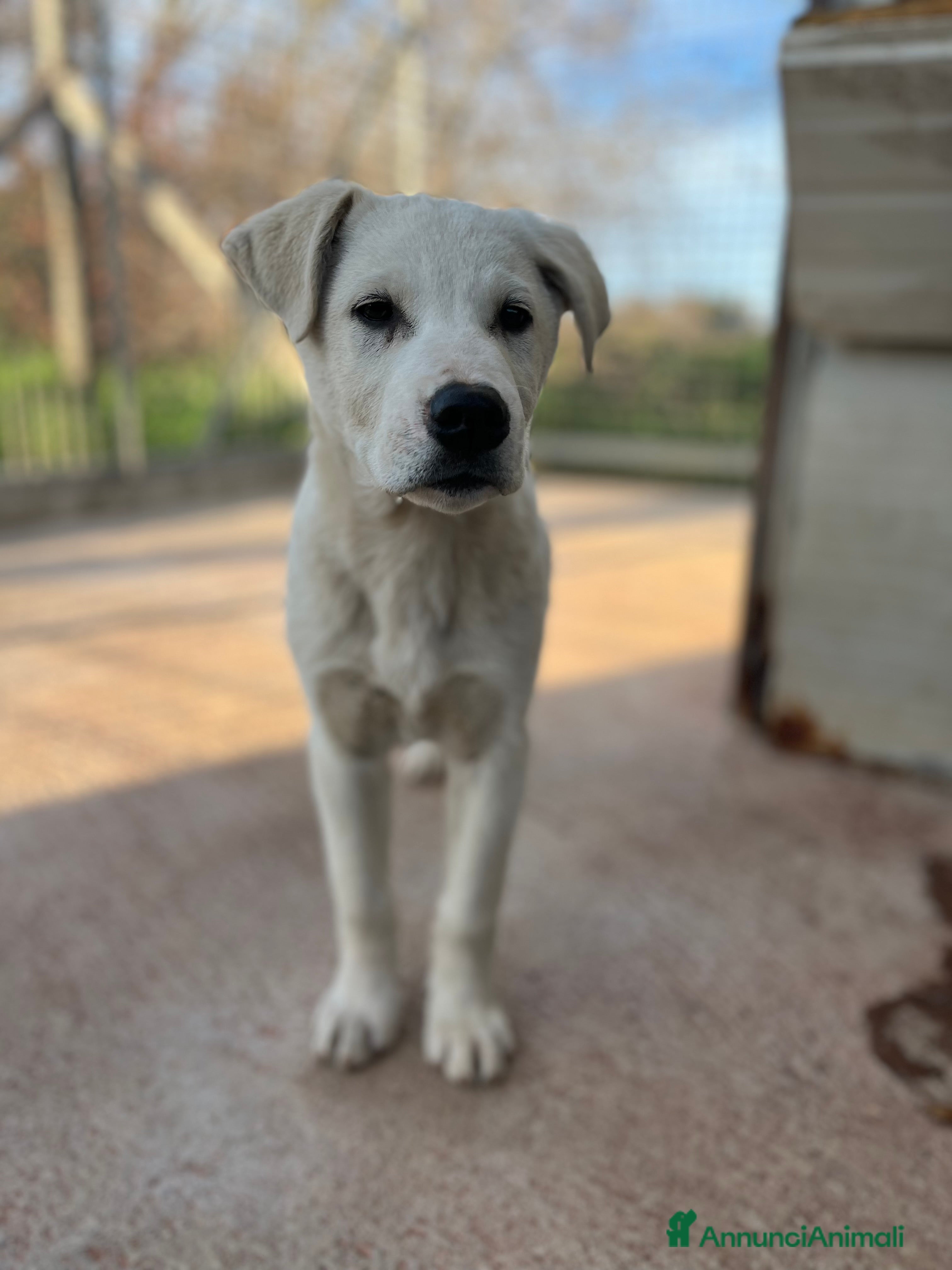 Meticcio cani Cucciolo tre mesi - Annuncio 1