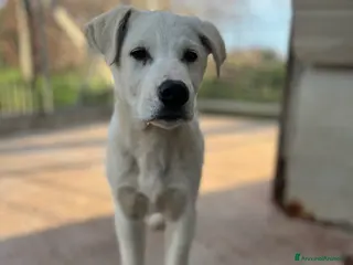 Meticcio cani Cucciolo tre mesi - Annuncio 35