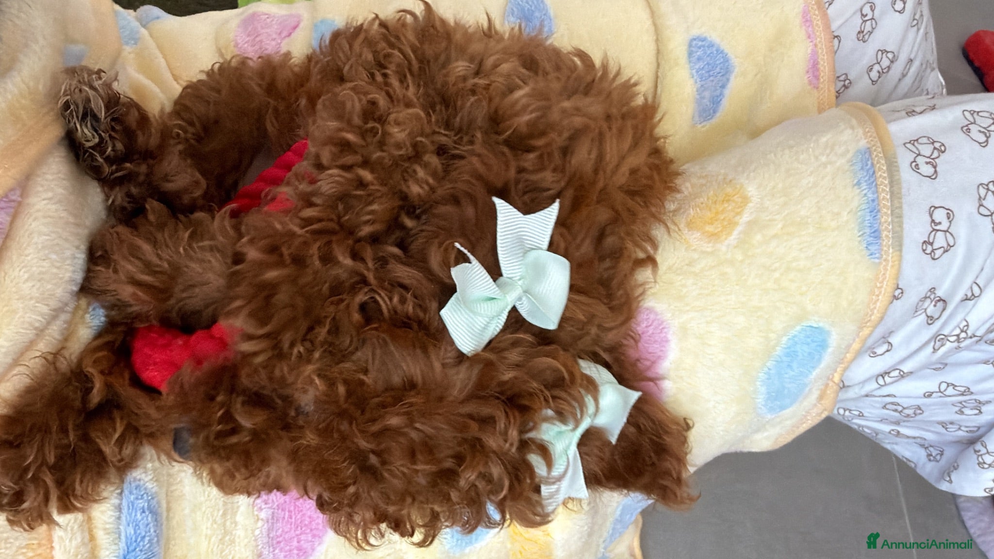 Barboncino Toy cani Barboncina toy  - Annuncio 1