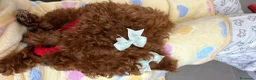 Barboncino Toy cani in vendita: Barboncina toy  - Annuncio 1