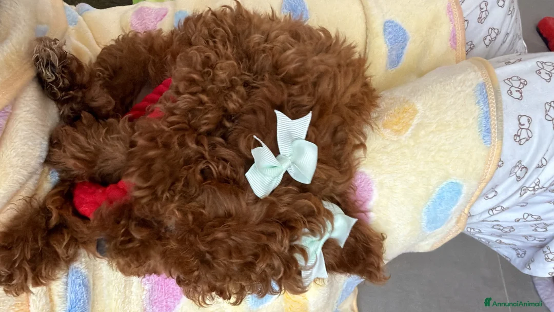 Barboncino Toy cani in vendita: Barboncina toy  - Annuncio 1