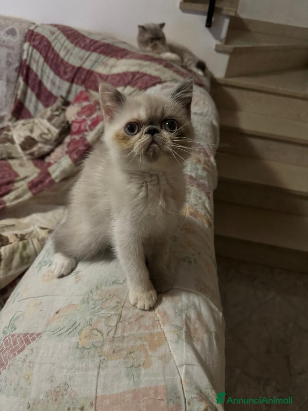 Exotic Shorthair gatti in vendita: Cuccioli exotic shorthair e persiani  - Annuncio 3