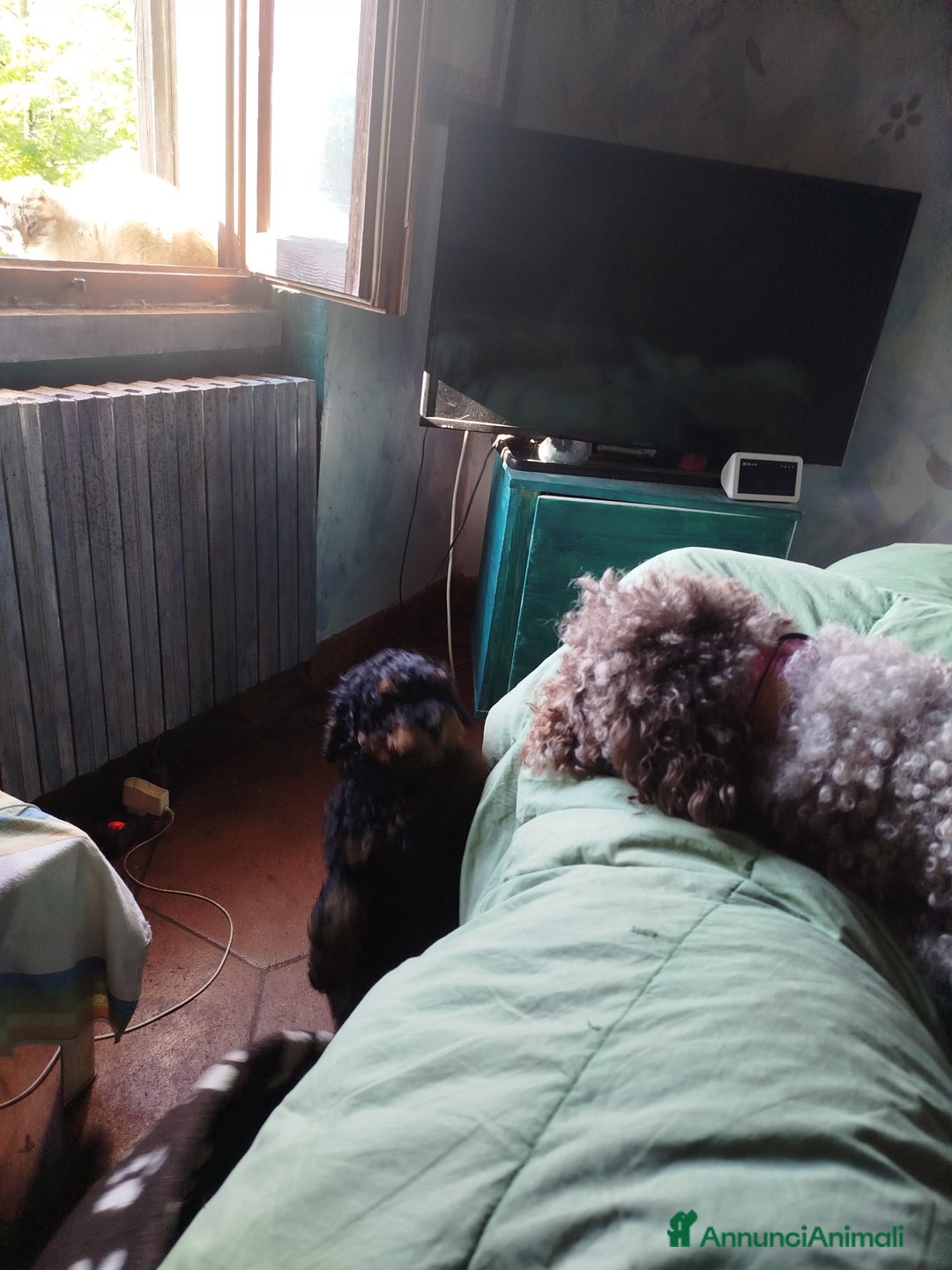 Barboncino cani in vendita: cuccioli Phantom  - Annuncio 9