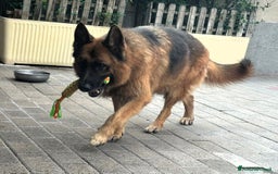 Pastore Tedesco cani in regalo: IBRA PASTORE TEDESCO - Immagine 5