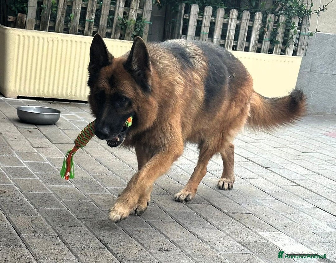 Pastore Tedesco cani in regalo: IBRA PASTORE TEDESCO - Immagine 5