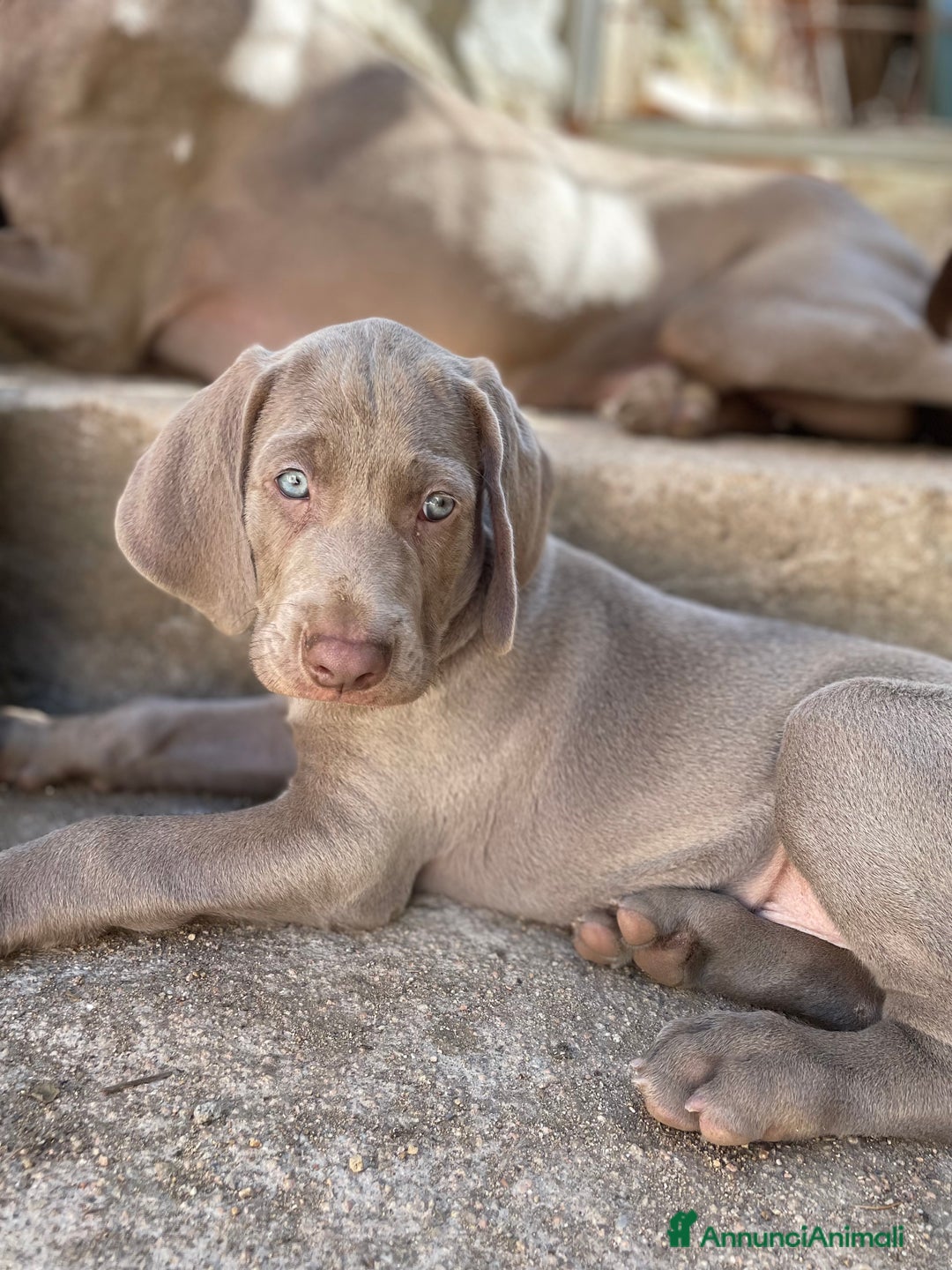 Weimaraner cani in vendita: Cuccioli di Weimarainer - Annuncio 11
