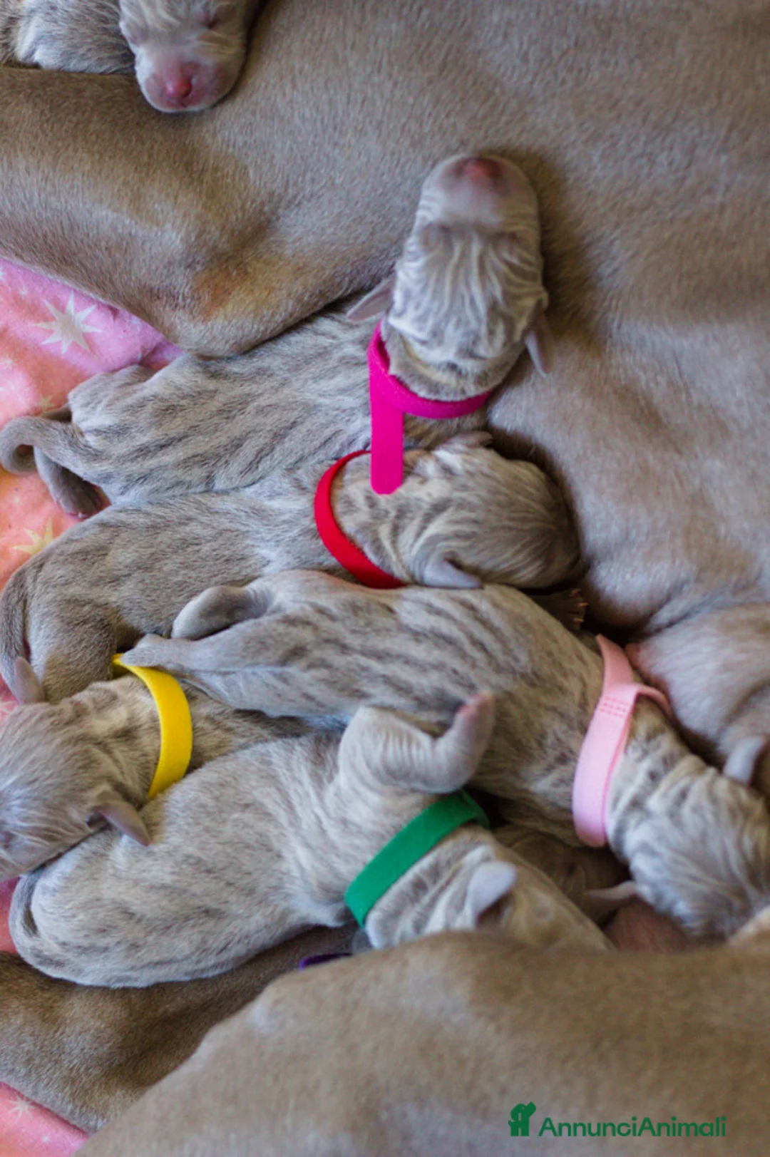 Weimaraner cani in vendita: Cuccioli di Weimaraner  - Annuncio 6
