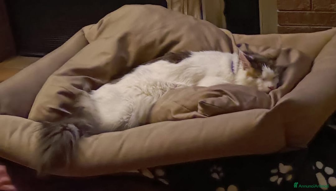 Altre razze gatti in regalo: ADOZIONE DEL CUORE SPLENDIDO  MICIO DI DUE ANNI  - Annuncio 2