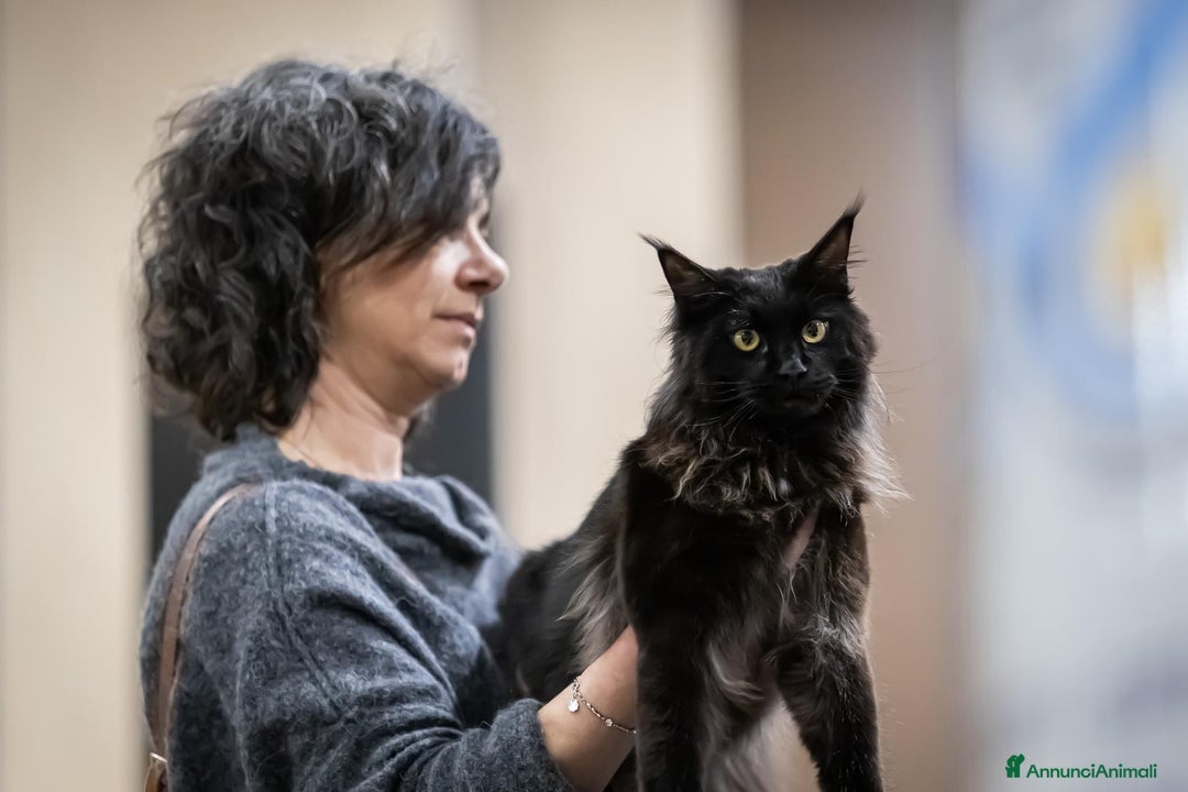 Maine Coon gatti in vendita: Maine Coon femmine tortie solide pedigree Anfi - Annuncio 7