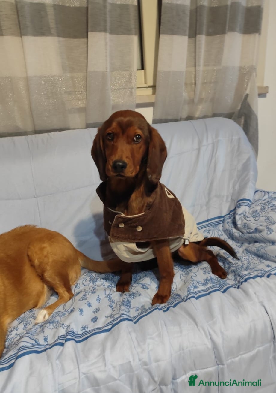 Meticcio cani in regalo: GIUGGIOLA 1 anno taglia piccola  - Annuncio 1