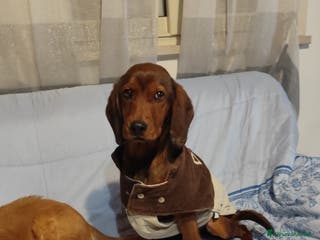 Meticcio cani in regalo: GIUGGIOLA 1 anno taglia piccola - Annuncio 1