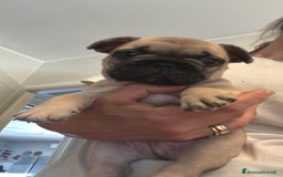 Bulldog Francese cani in vendita: Bulldog francese  a Provincia di Ascoli Piceno - Immagine 16
