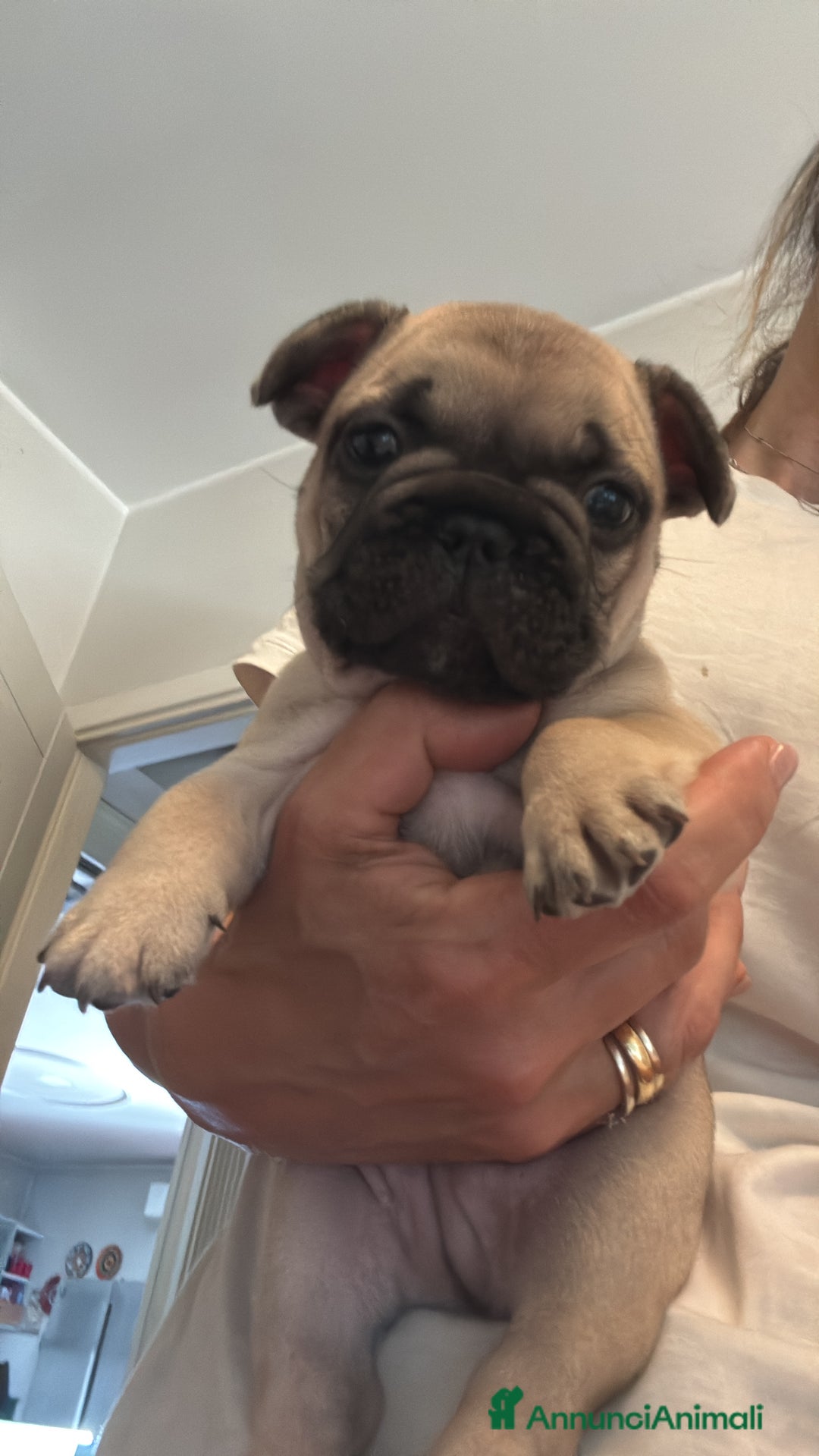 Bulldog Francese cani in vendita: Bulldog francese  a Provincia di Ascoli Piceno - Immagine 16