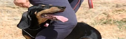 Meticcio cani in regalo: Bea in adozione - Annuncio 1