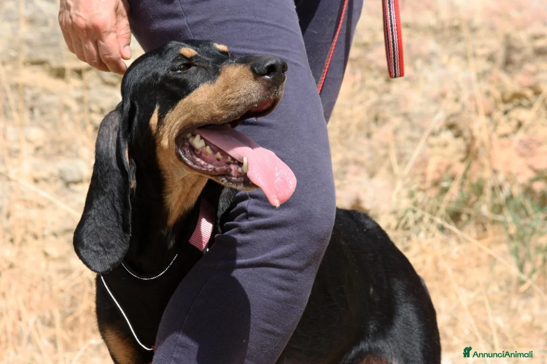 Meticcio cani in regalo: Bea in adozione - Annuncio 1