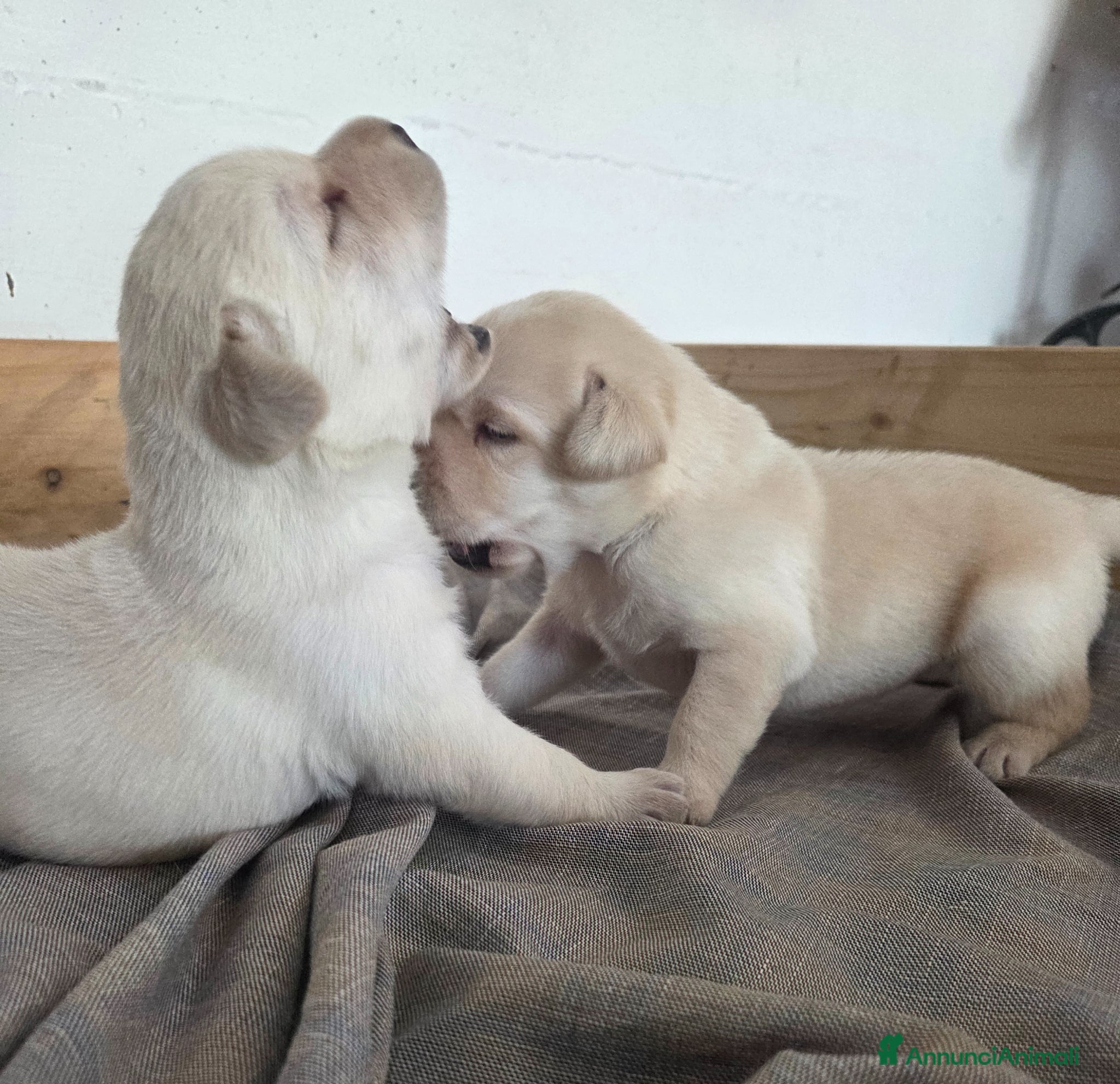 Labrador cani Cuccioli labrador con pedegree - Annuncio 2