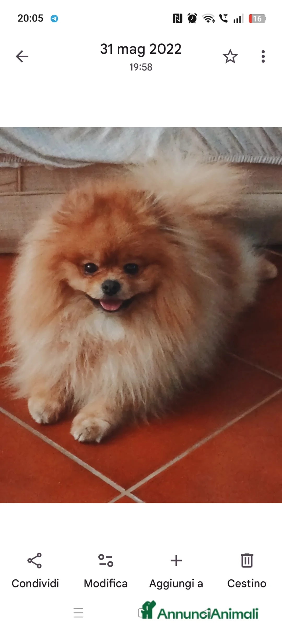 Spitz cani per accoppiamento: Cerco Spitz di Pomerania per accoppiamento  - Annuncio 1