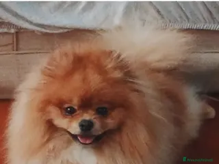 Spitz cani per accoppiamento: Cerco Spitz di Pomerania per accoppiamento - Annuncio 1