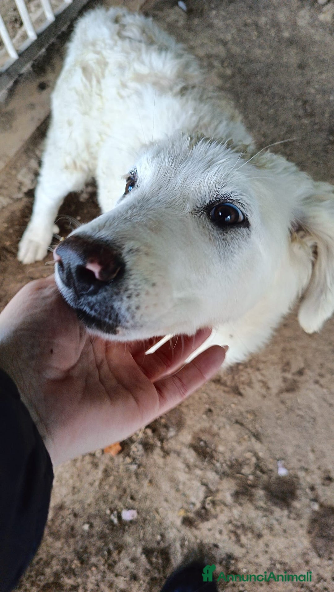 Meticcio cani in regalo: COMETA - Annuncio 7