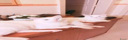 Angora turco gatti in regalo: 🐾 Splendidi gattini di Angora turco.  - Annuncio 5