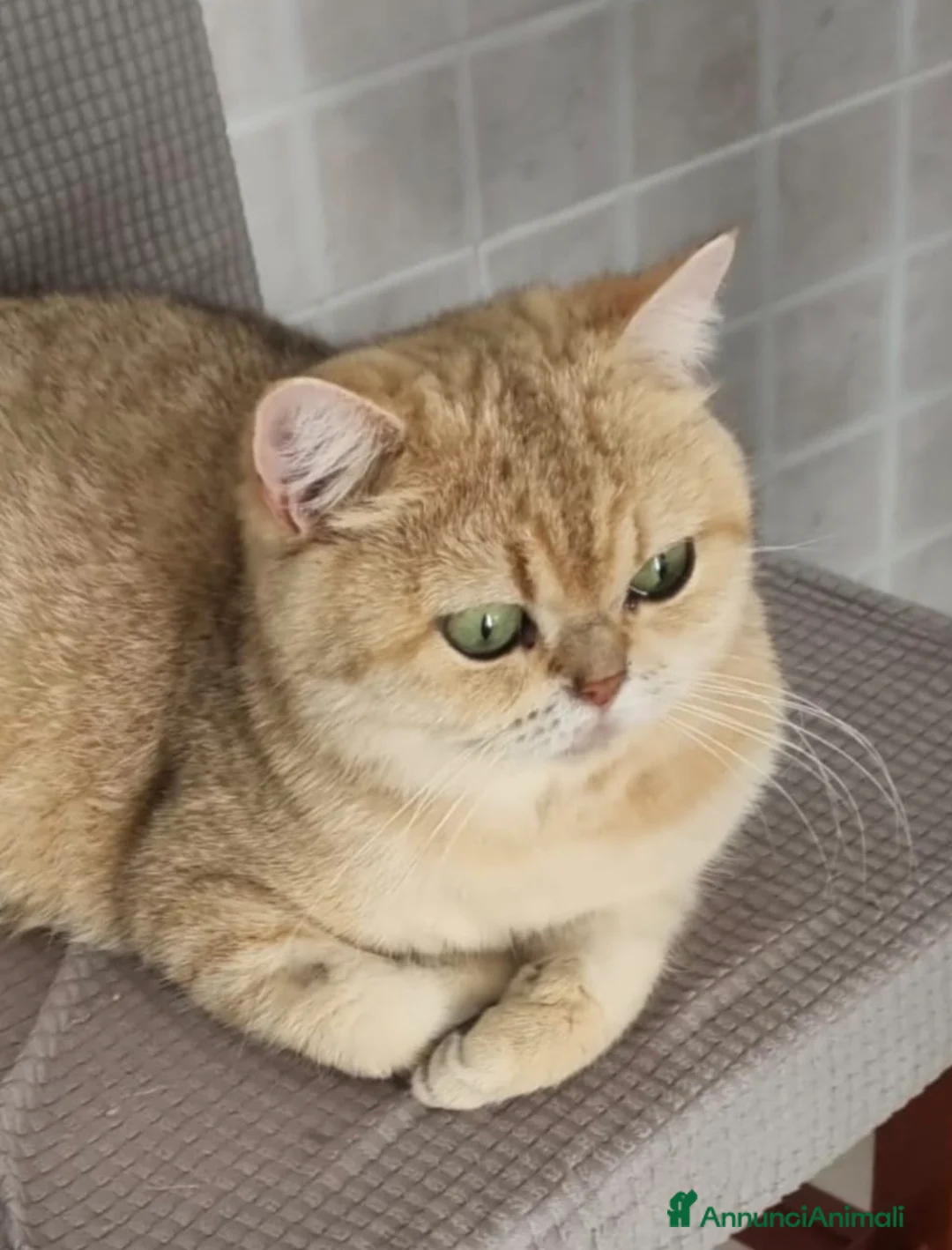 British gatti in vendita: British shorthair  - Annuncio 2