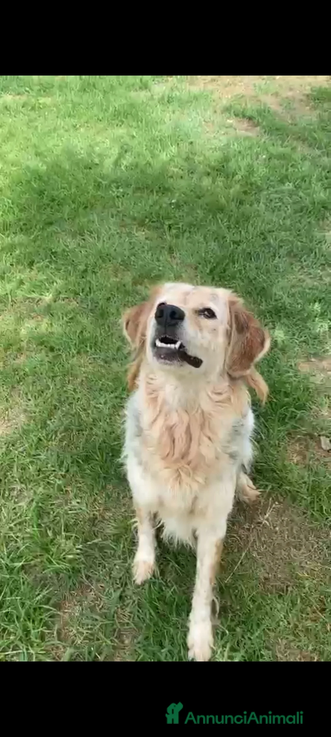 Meticcio cani in regalo: Salvo tolto dal suo aguzzino 5anni fa..SOS NAPOLI a Città metropolitana di Milano - Annuncio 3