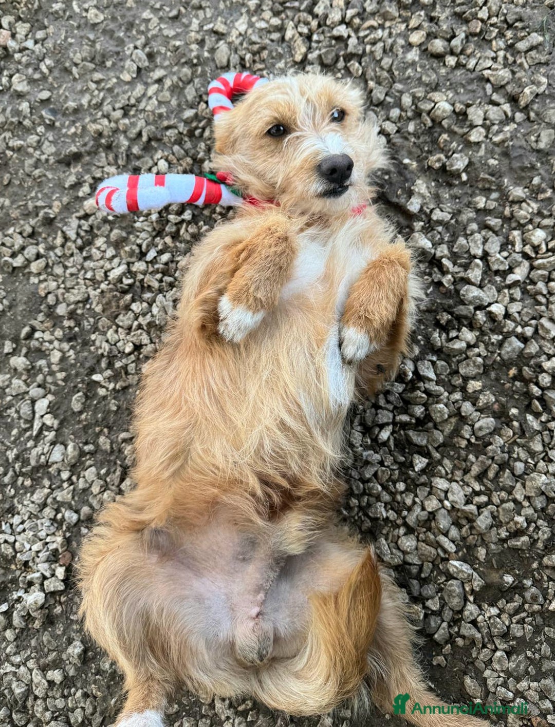 Meticcio cani in regalo: Einstein 2 anni Taglia piccola  - Annuncio 1