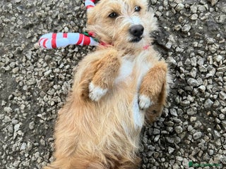 Meticcio cani Einstein 2 anni Taglia piccola - Annuncio 1