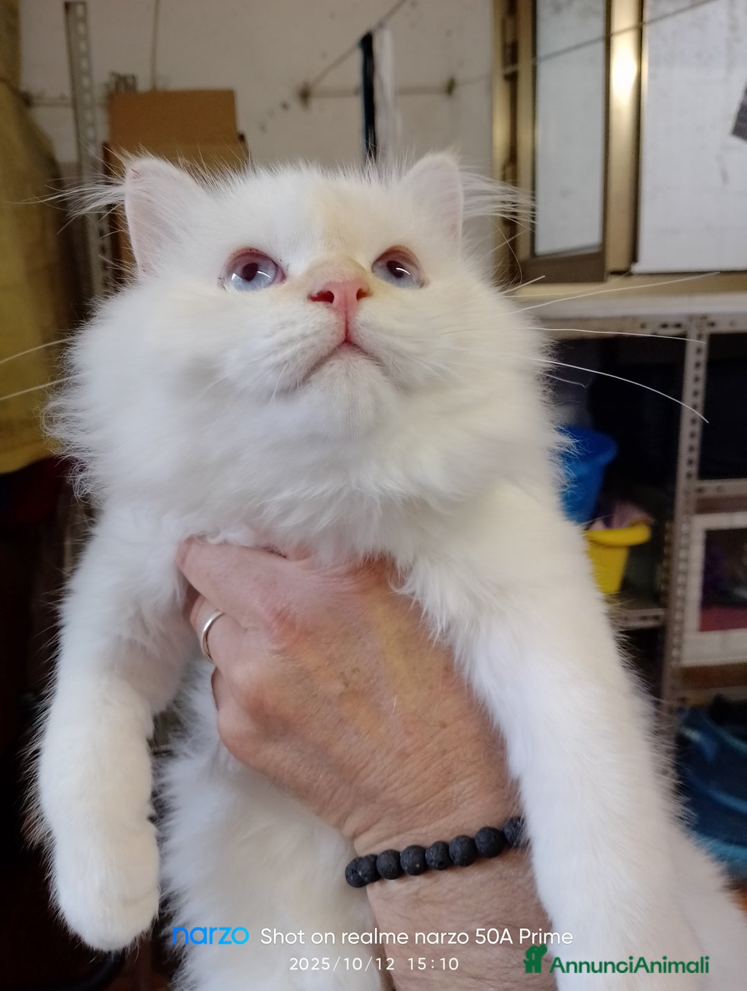 Sacro di Birmania gatti in vendita: Cucciolo sacro di birmania - Annuncio 2