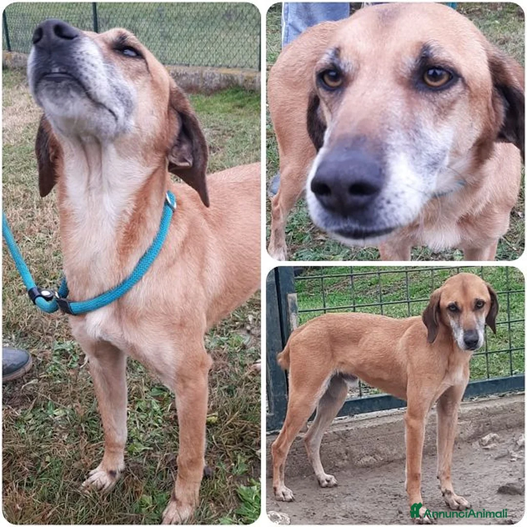 Meticcio cani in regalo: SANDRINO un bravo simpaticone - Annuncio 1