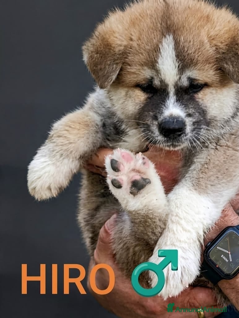 Akita Inu cani Vendita cuccioli di Akita Inu giapponese  - Annuncio 3