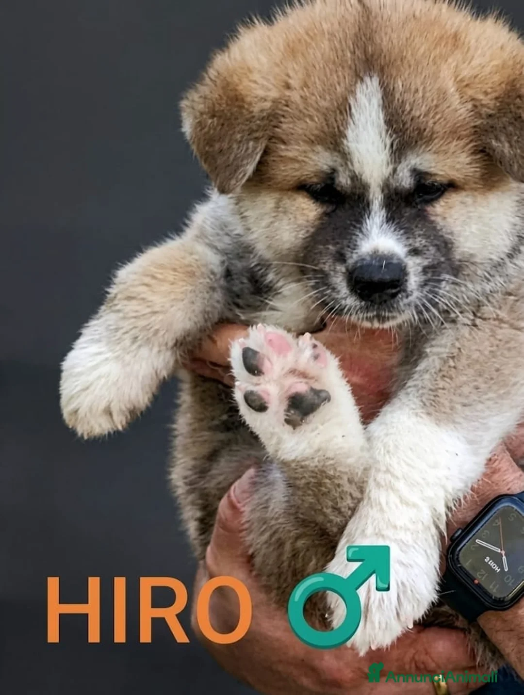 Akita Inu cani in vendita: Vendita cuccioli di Akita Inu giapponese  a Provincia del Sulcis Iglesiente - Annuncio 1