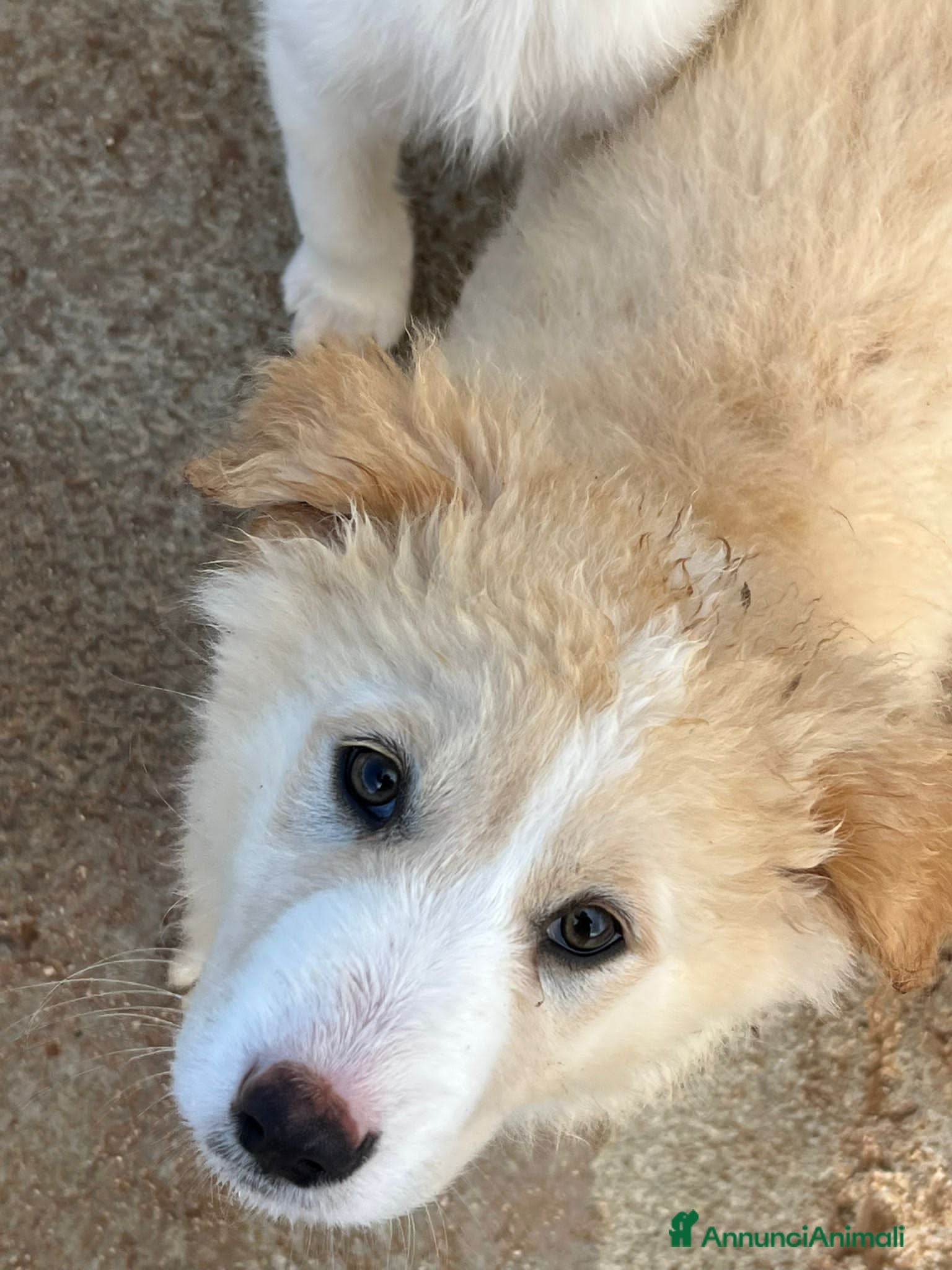 Altre razze cani BUDDY, BUBBLES, BASIL E BAMBI - Annuncio 2