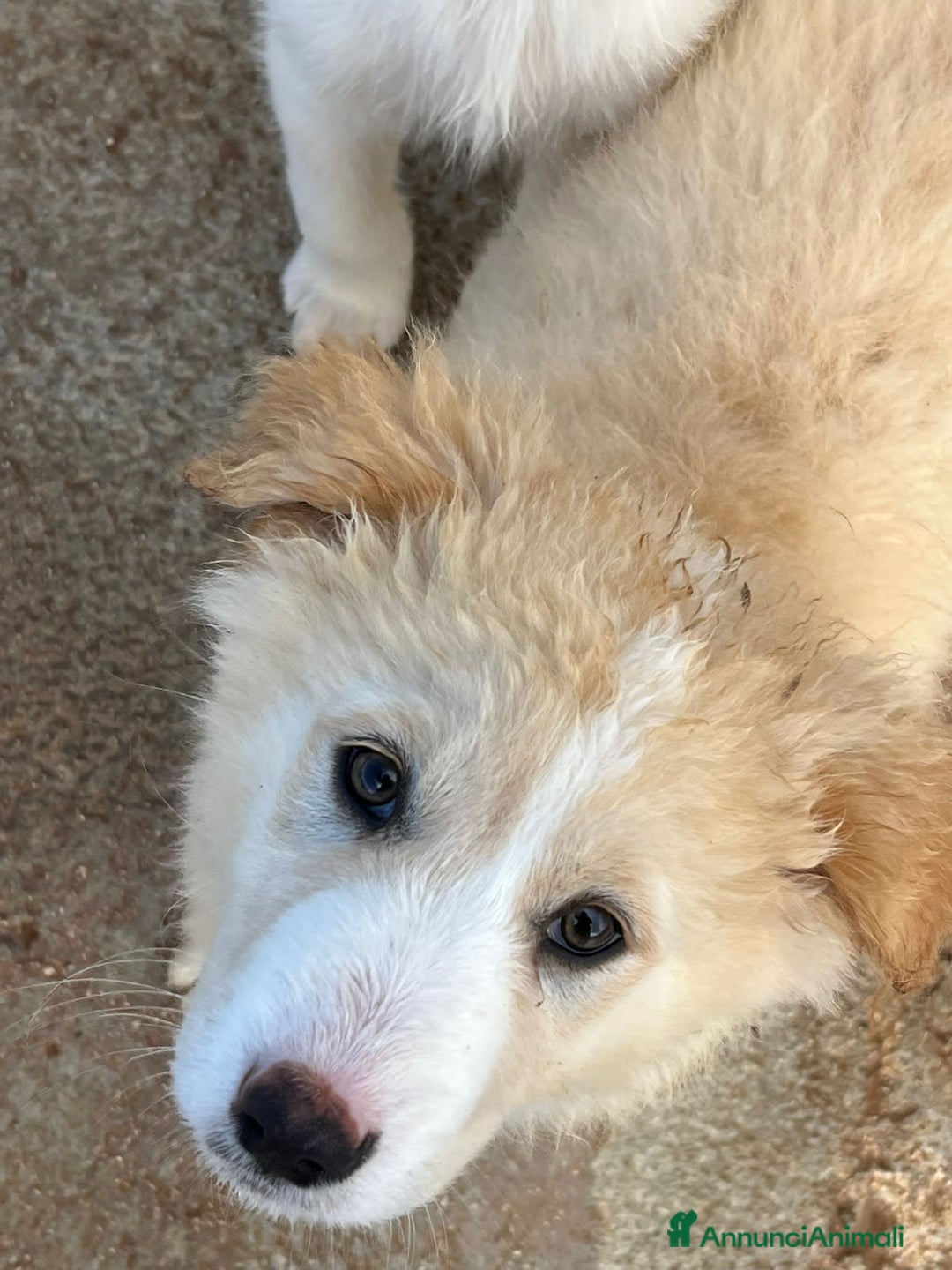 Altre razze cani in regalo: BUDDY, BUBBLES, BASIL E BAMBI - Annuncio 2