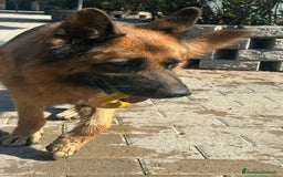 Pastore Tedesco cani in regalo: IBRA PASTORE TEDESCO - Immagine 4