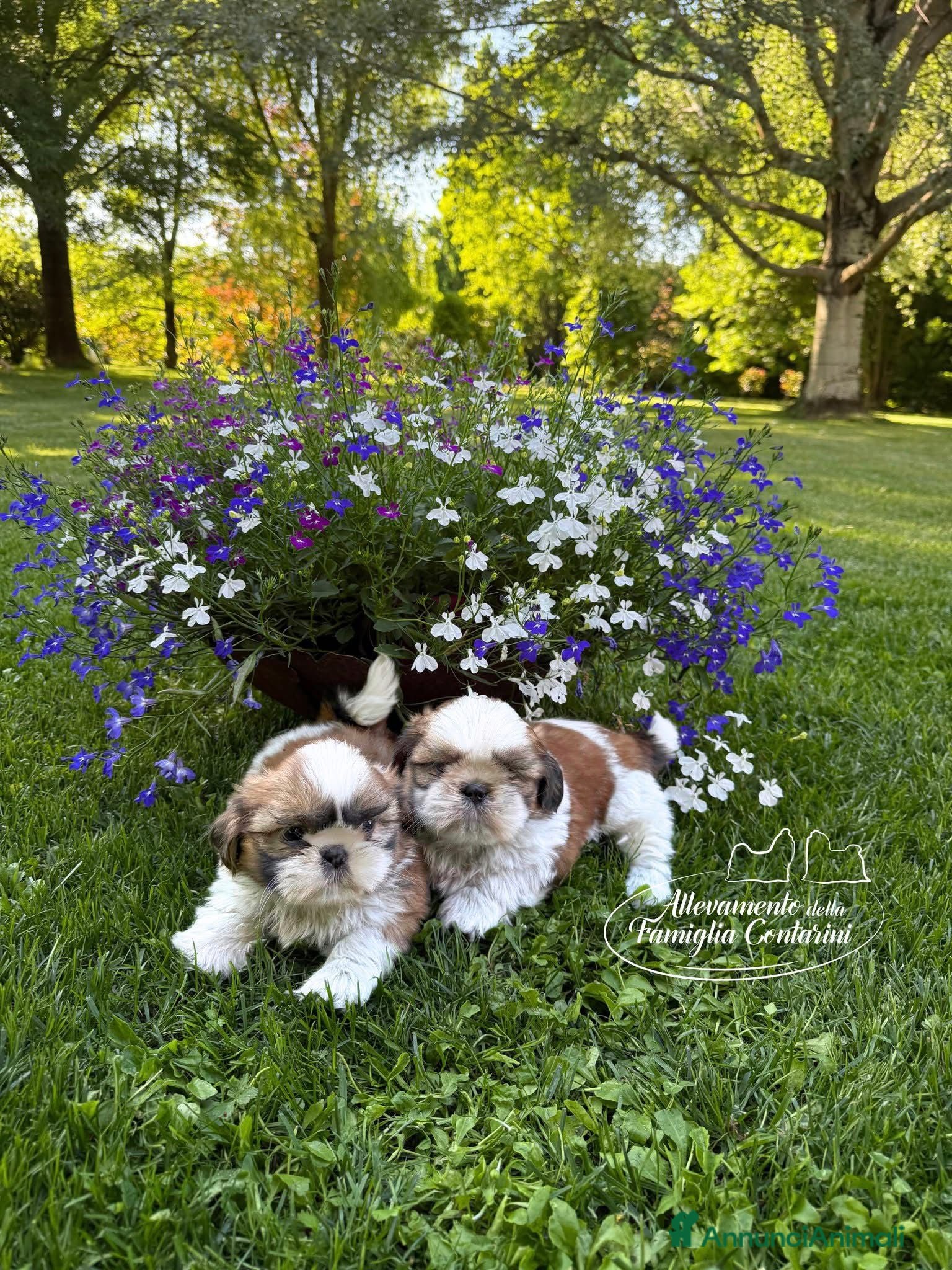 Shih Tzu cani Shihtzu con pedigree ENCI - Annuncio 19